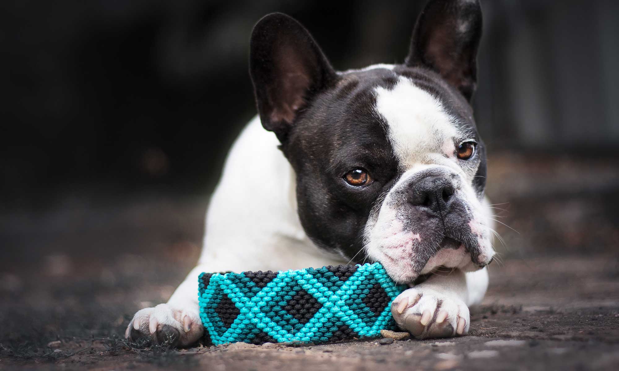 Maßgeschneiderte Hundehalsbänder